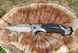 Туристичний ніж складаний зі стропорізом і склобоєм Wolf AK-494 фото 1